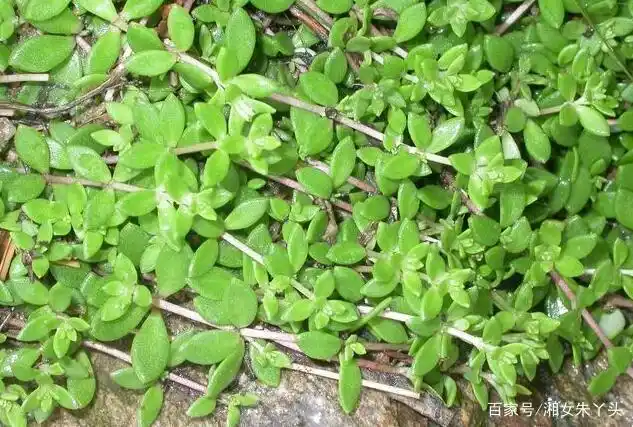 农村这种野草能解蛇毒,民间用它来治疗肝病,带回家当盆栽养起来