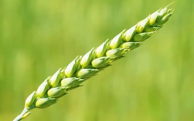 草微距摄影,绿色背景 壁纸 - 1680x1050