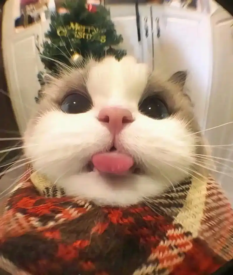 小猫咪怼脸杀视频 #萌度超级高 #有猫的评论区都在被治愈