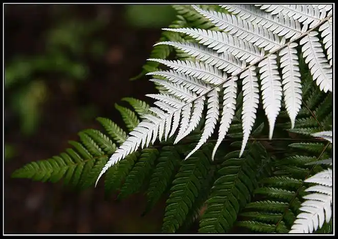 新西兰政府银蕨认证许可代表着监护诚信和创新