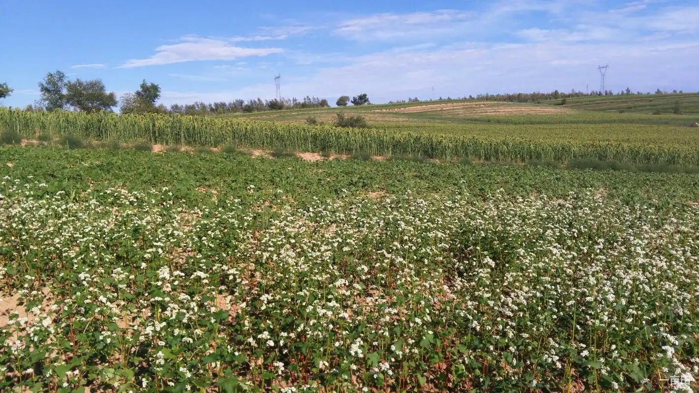 荞麦苗 - 2020年最新商品信息聚合专区 - 百度爱采购