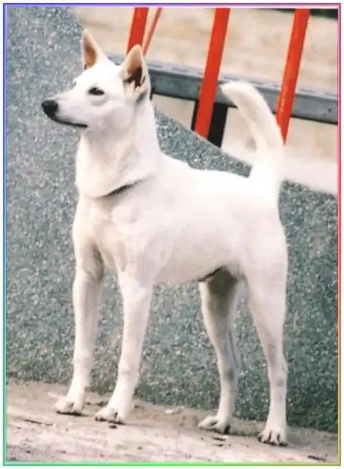 p>台湾犬,拼音为tái wān quǎn,是在 a target="_blank" href="