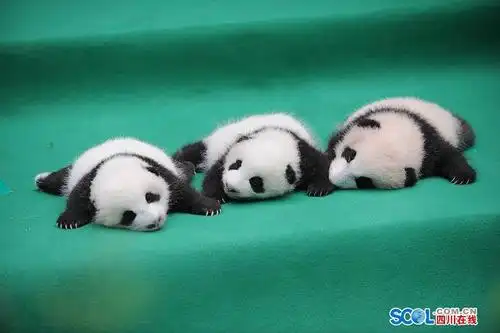 熊猫宝宝图片最萌,熊猫宝宝最萌图片_大山谷图库