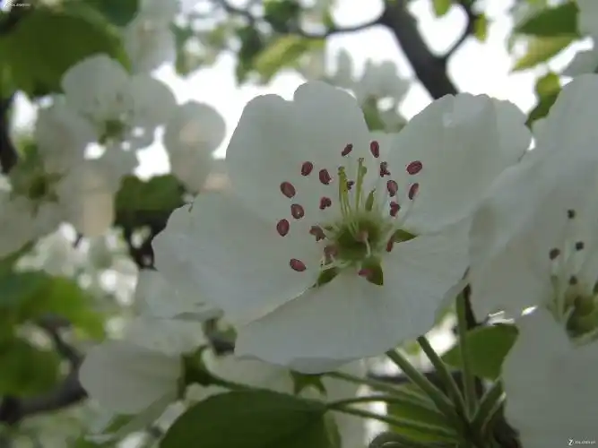 梨树的花是什么颜色