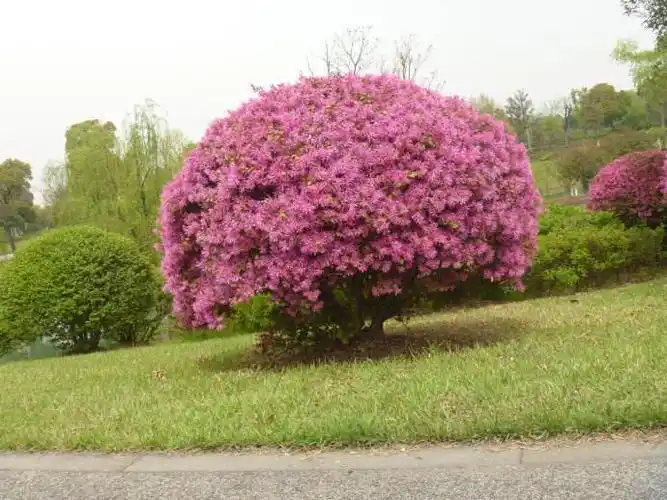 红继木_常绿花灌木类_植物库_植物网
