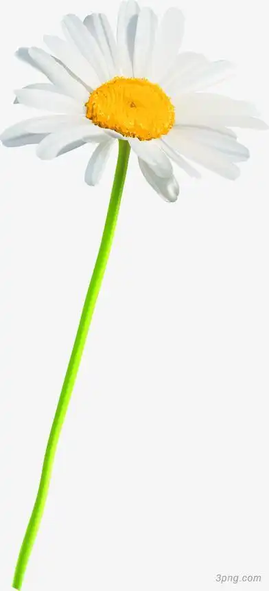 标签:白色一朵白色雏菊一朵雏菊雏菊白色雏菊白色背景白色烟雾白色