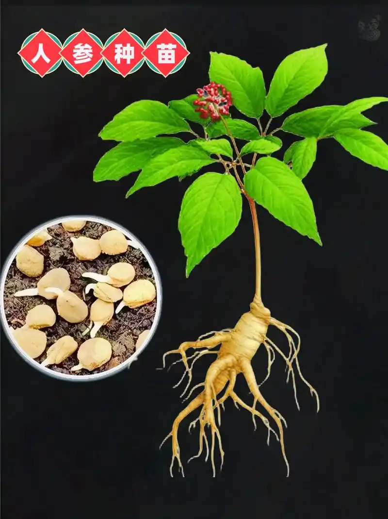 现在都不要种那些普通的花草树木了,都来种植一点长白山人参苗, - 抖