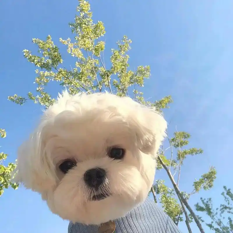 可以给我买一杯奶茶吗 #头像 #宠物头像 #微信头像 #修狗 - 抖音