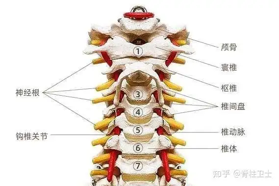 人体颈椎生理构造常见的病症跟对应颈椎的关系:头晕头痛,失眠多梦