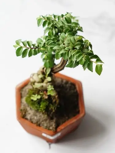 小叶榆树鲜活桌面花卉微型迷你盆景