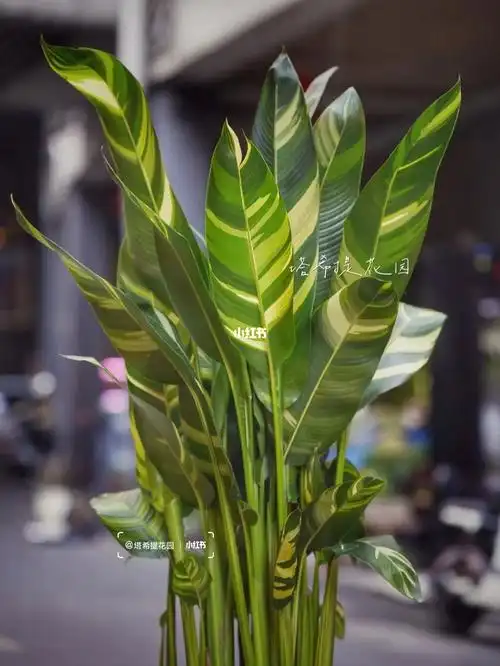 新奇好物黄锦天堂鸟