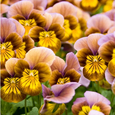 草地之王——尖毛草