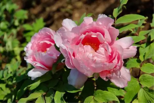 最美还是牡丹花