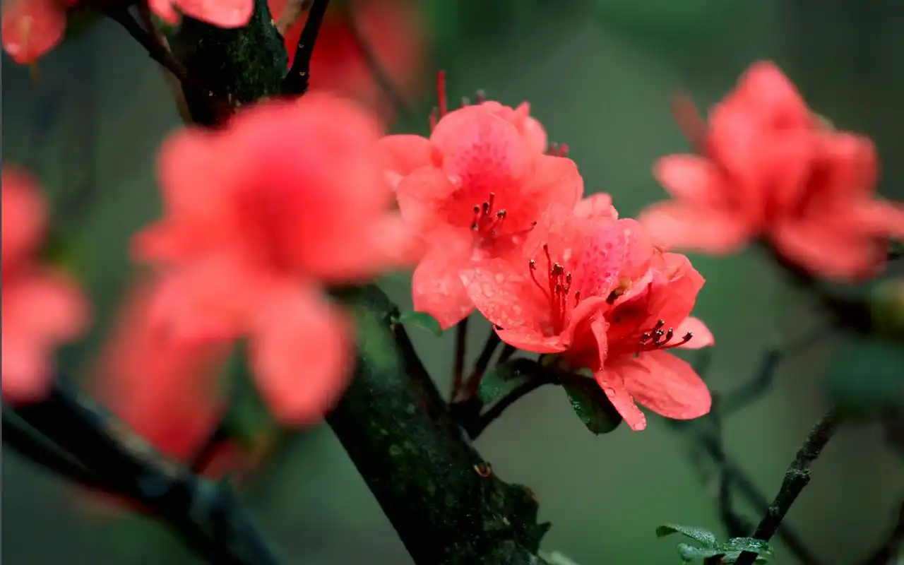杜鹃花唯美摄影花卉植物图片桌面壁纸
