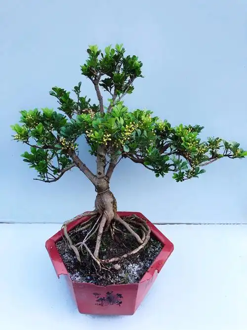 老桩巴西红果造型盆景乔迁新居办公室送礼盆栽番樱桃红果仔灯笼果