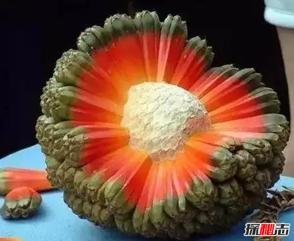 世界上最恐怖的水果:西非荔枝果(不熟可以致命