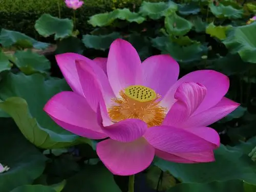 夏至,莲花山上莲花仙境的荷花,睡莲绽放美丽.(二)2019.6.21.