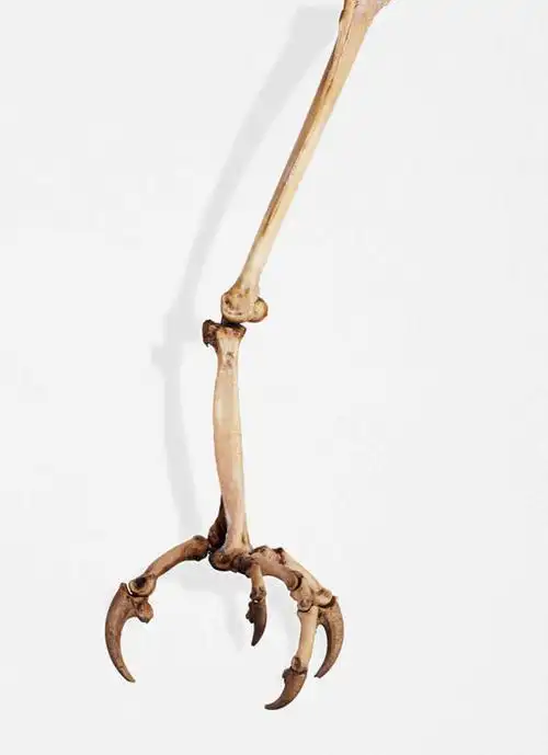 骨骼,无人,竖图,室内,特写,白天,白色背景,正面,鸟,野生动物,静物