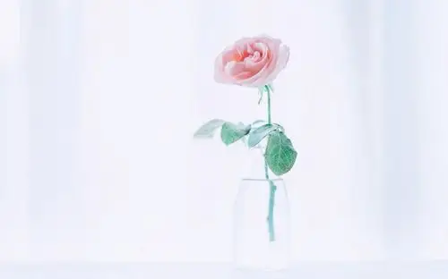 小清新居家植物盆栽唯美高清壁纸