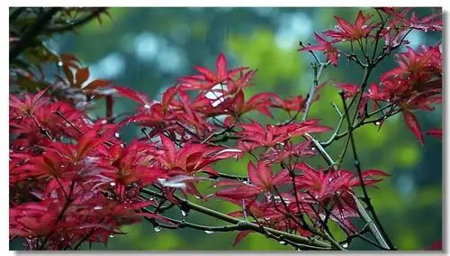 红叶在雨中