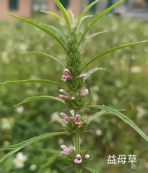 益母草妇女之宝月经不调痛经的克星