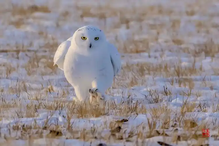猛禽雪鸮