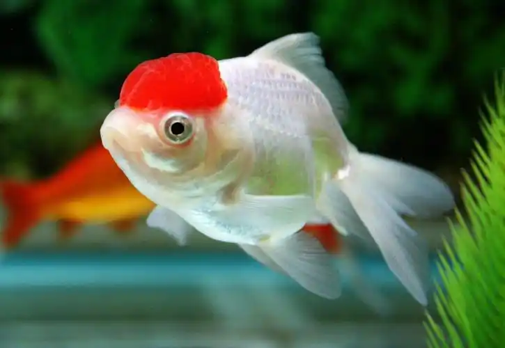 风水鱼兰寿金鱼常见的品种