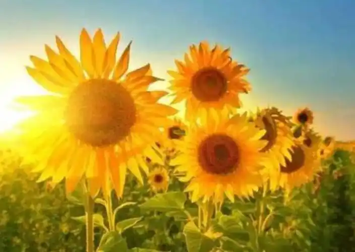 形容自己心灵美好的句子(形容自己心灵美好的句子有哪些)