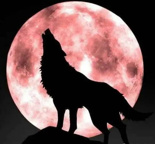 阿紫散文:《黑狼》诵读:蝴蝶仙子