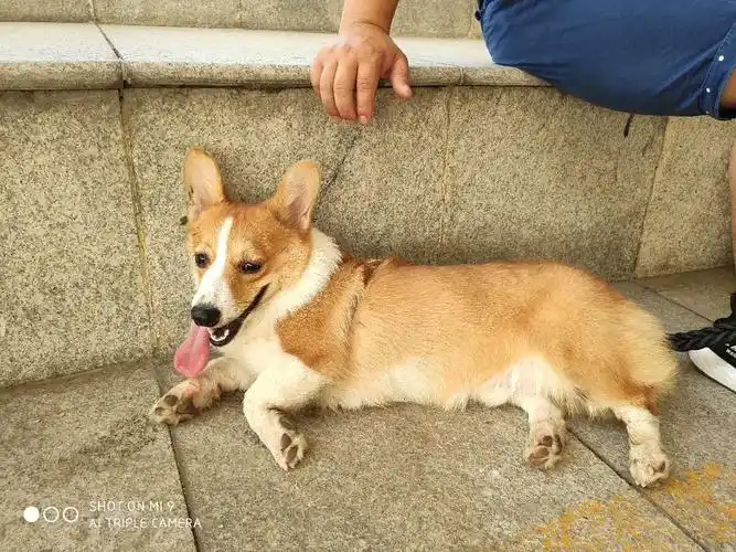 柯基是朋友去外地卖给我的,因一时兴起带回来家,本人已养1月,无奈家里