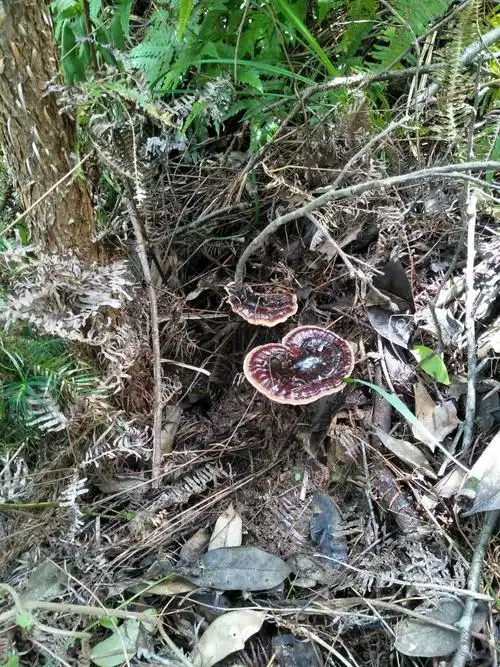 【正宗野生灵芝】紫芝 广西大瑶山自然生长纯天然紫灵芝黑灵芝整枝甘