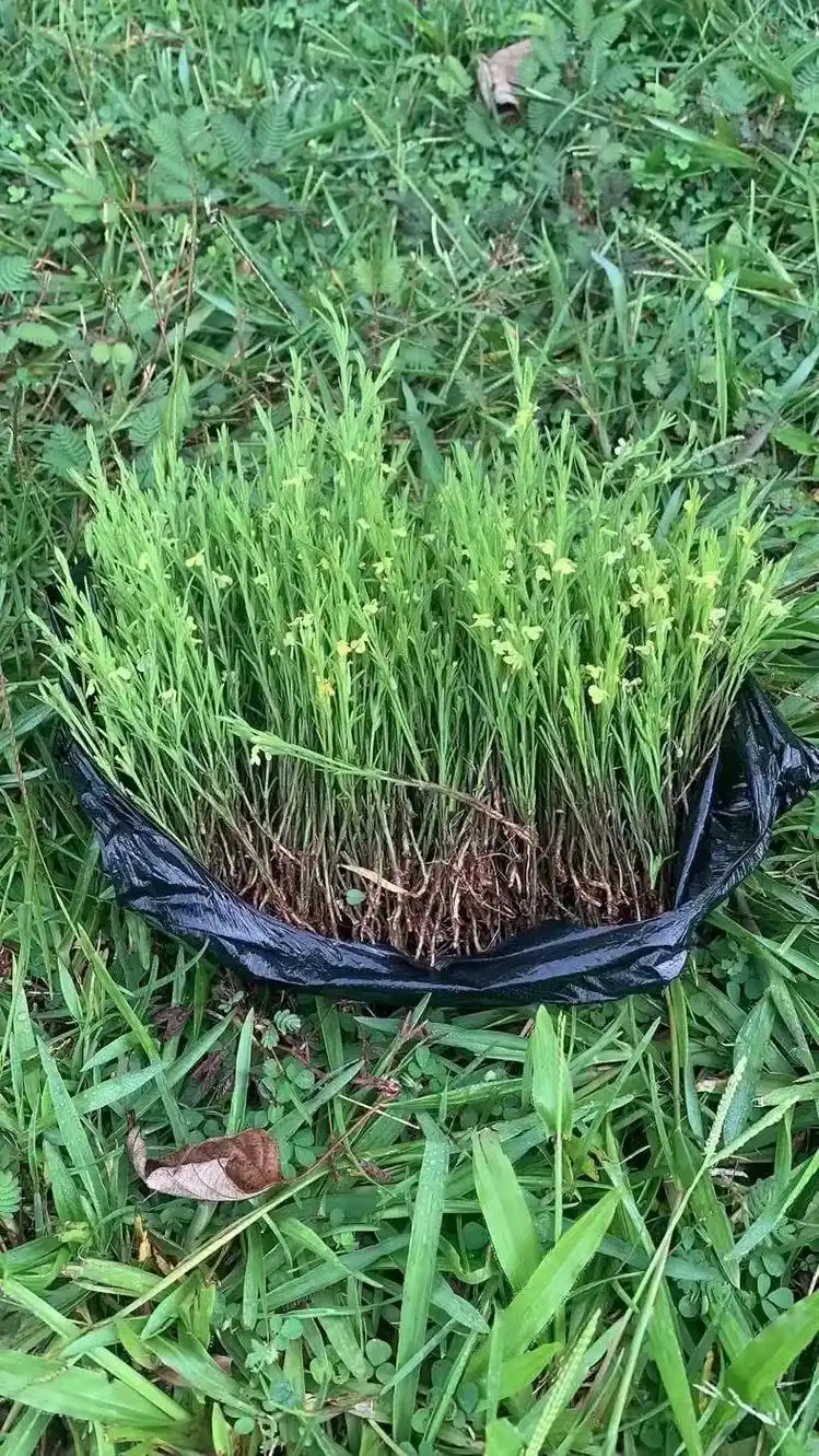 独脚金,疳积草,独脚马骝 - 抖音