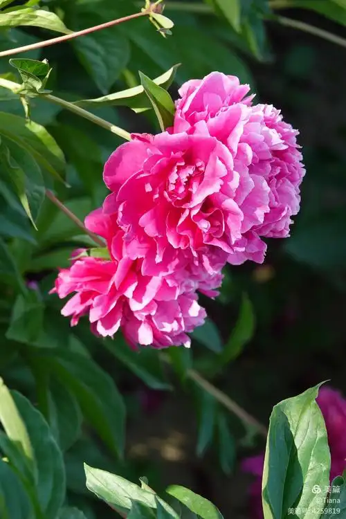 五月花神(粉色的芍药花)