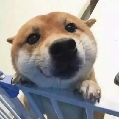 沈辞 可爱又沙雕的猫咪狗砸头像_微信头像_我要个性网