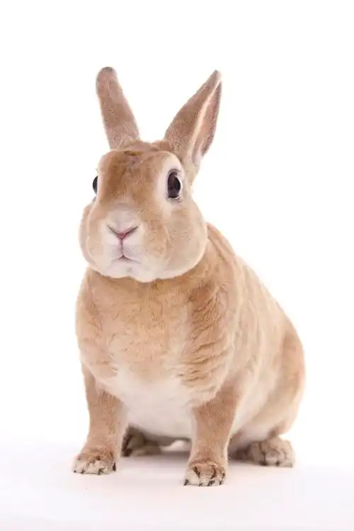 白底背景可爱小动物一只黄色兔子