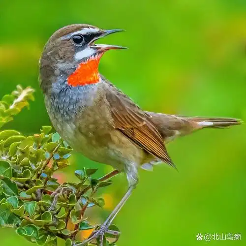 四大名鸟之一(靛颏鸟),是珍贵的鸣鸟,它生性桀骜不驯,争强好胜,对自己