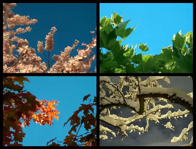 50张四季对比的摄影照片