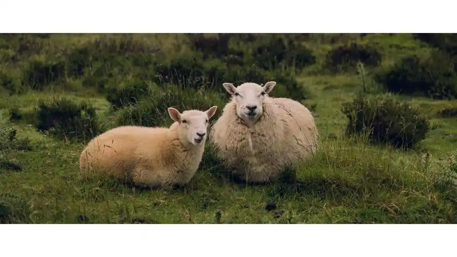 4k带鱼屏壁纸_30原图可另存