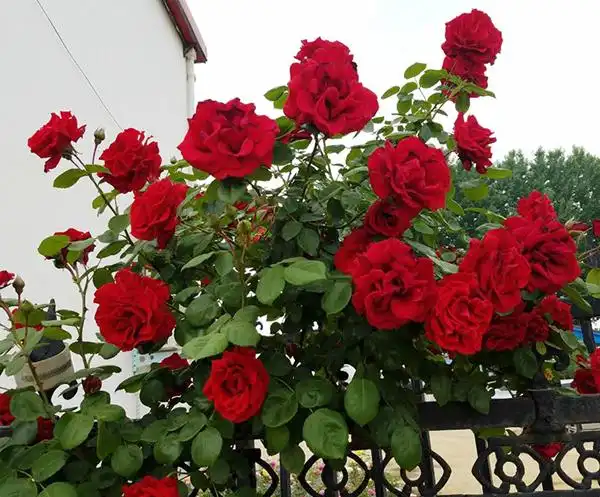 藤本月季-御用马车