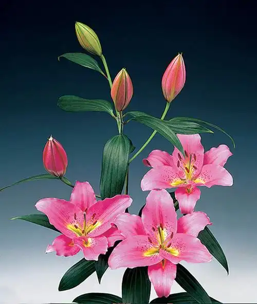 吉祥的花—— 百合花! 摄影 135尼康