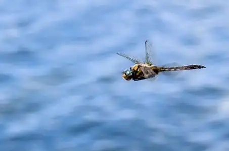 渲染的反光蜻蜓昆虫飞行在空中4 蜻蜓彩色翅膀飞行的昆虫,玻璃绘画宏