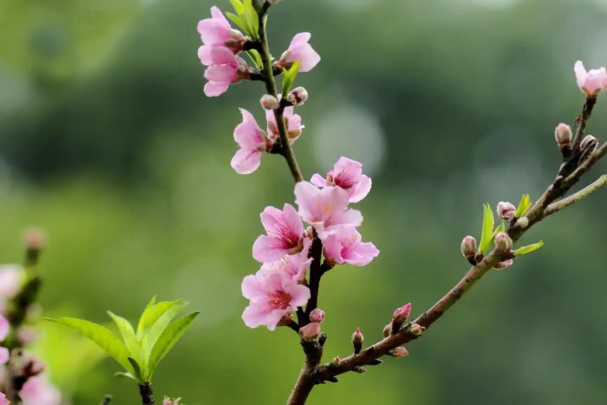 古诗意境桃花依旧笑春风