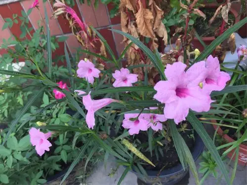 矮生翠芦莉芦莉草