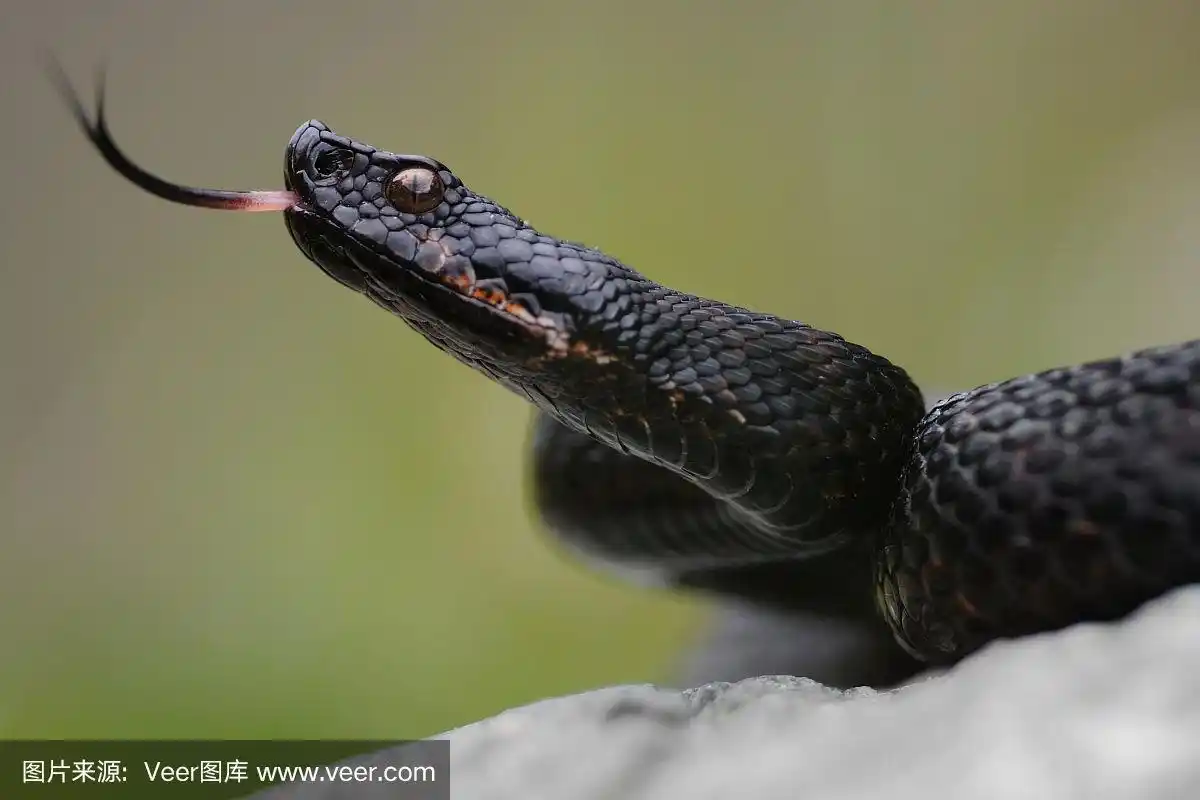 黑毒蛇在他骄傲的马车里