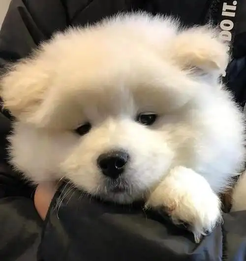 治愈系wechat动物头像