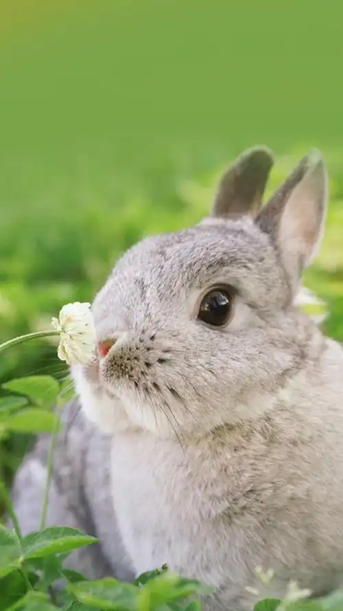 兔子,可爱动物,呆萌,萌萌哒,萌宠,手机壁纸呆萌兔子