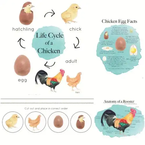 寓教于乐公鸡主题早教学习素材包