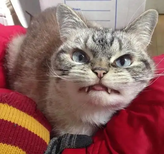 猫咪奇怪冷知识——"为什么我觉得猫是很恐怖的动物?