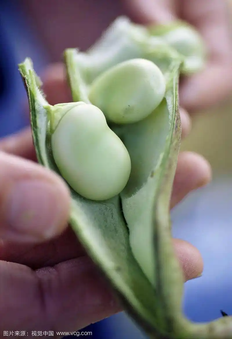 手捧豆荚中的蚕豆