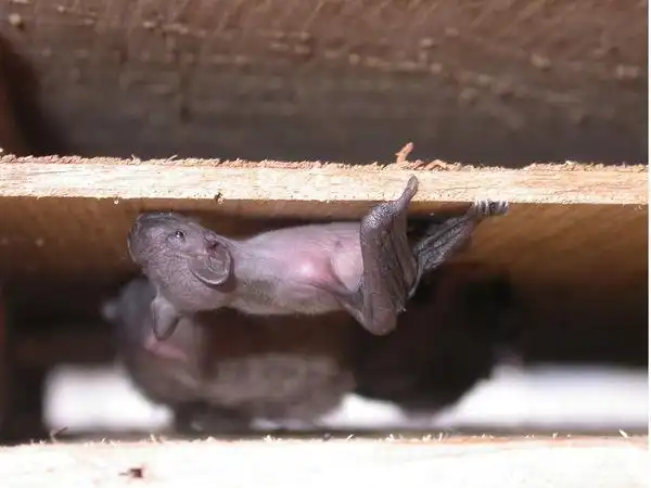 求蝙蝠小时候的图片啊!小时候的